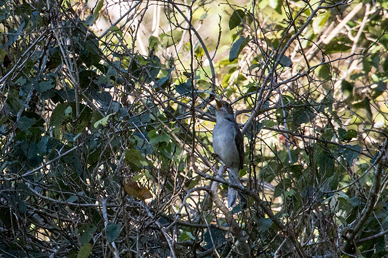 Cuban Solitaire - A Cuban Endemic - La Cueva de los Portales, La Gira National Park, Cuba