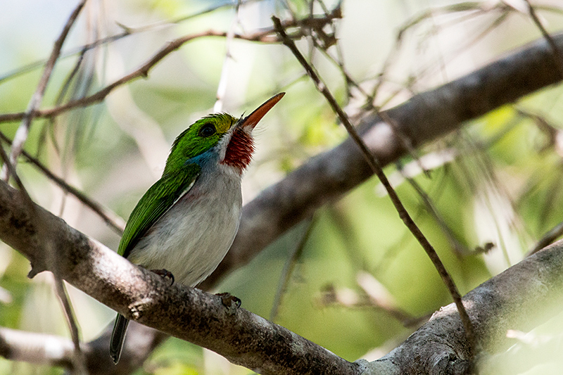 Cuban Tody - A Cuban Endemic, Guanahacabibes Peninsula, Cuba