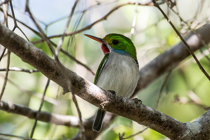 Cuban Tody - A Cuban Endemic, Guanahacabibes Peninsula, Cuba