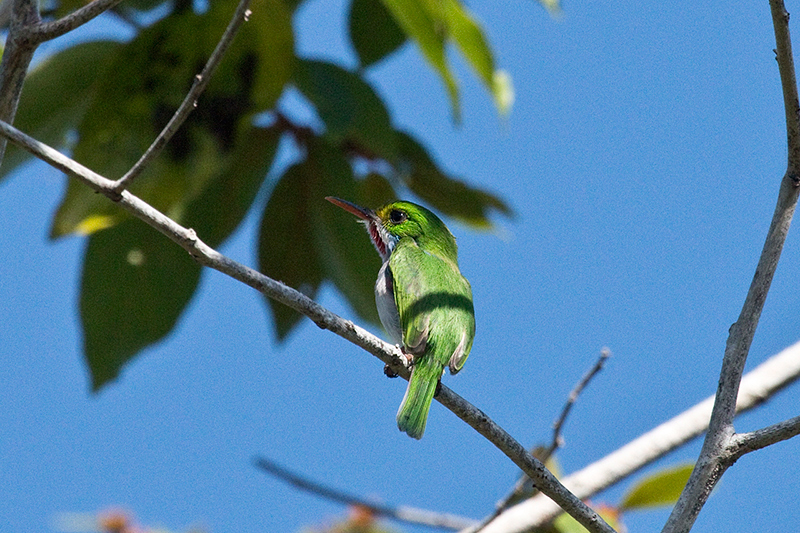 Cuban Tody - A Cuban Endemic, Guanahacabibes Peninsula, Cuba