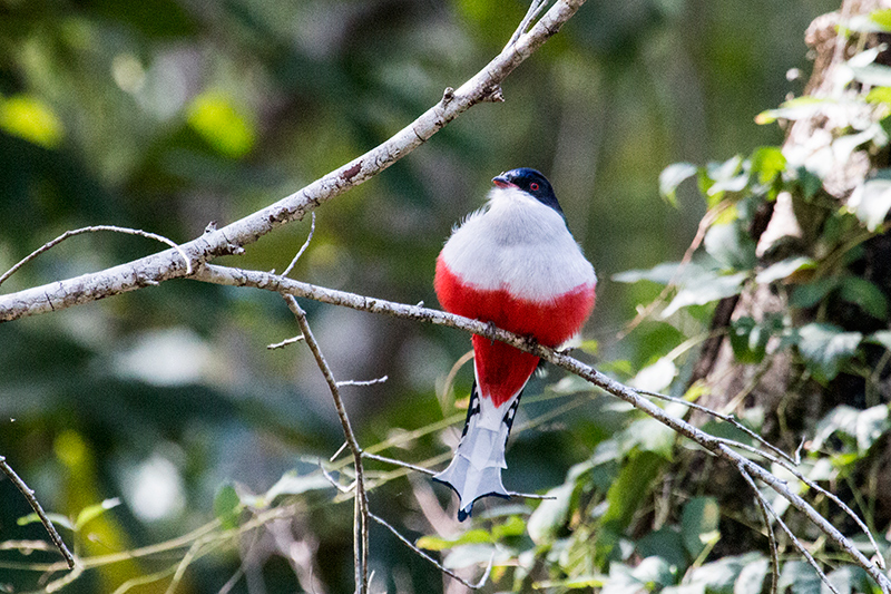 Cuban Trogon, A Cuban Endemic: Cuba's National Bird, La Gira National Park, Cuba