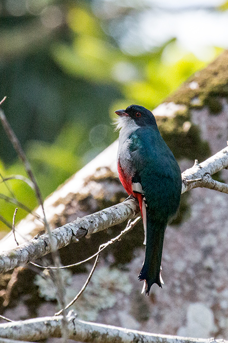 Cuban Trogon, A Cuban Endemic: Cuba's National Bird, La Gira National Park, Cuba