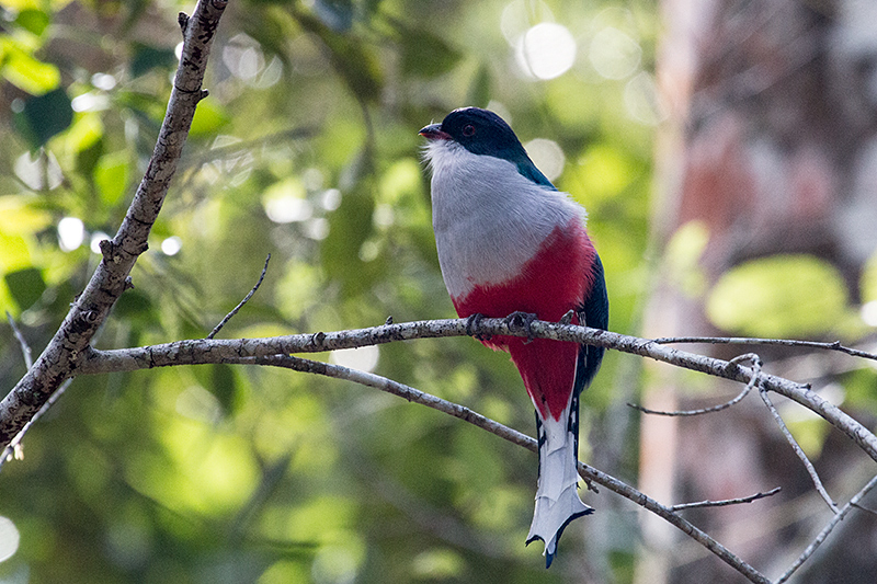 Cuban Trogon, A Cuban Endemic: Cuba's National Bird, La Gira National Park, Cuba