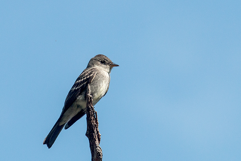 Eastern Wood-Pewee, Guanahacabibes Peninsula, Cuba