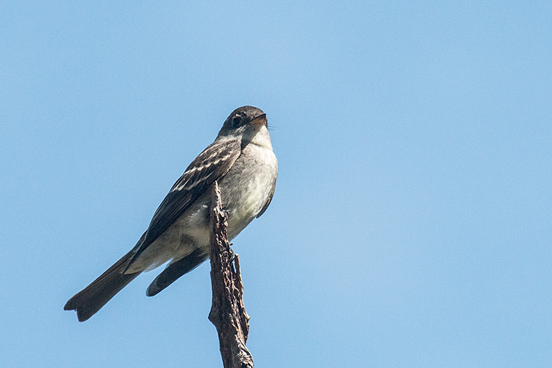 Eastern Wood-Pewee, Guanahacabibes Peninsula, Cuba