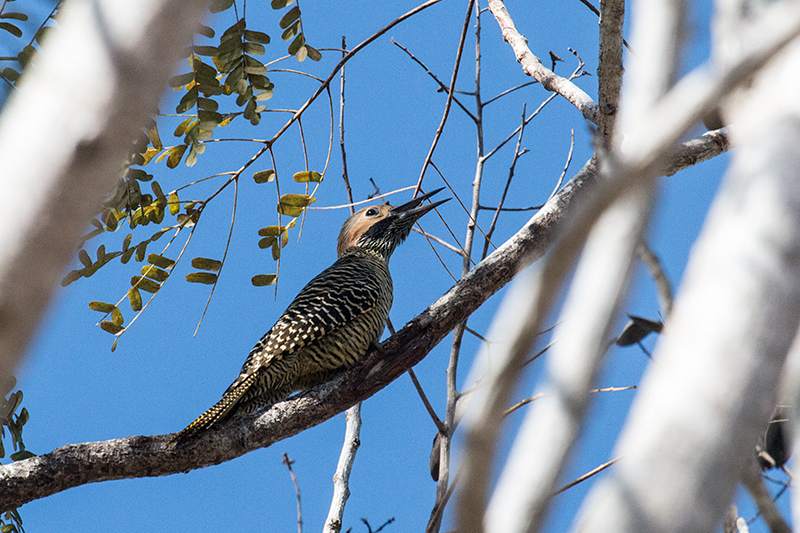 Fernandina's Flicker, A Cuban Endemic, La Boca de Guam, Zapata Peninsula, Cuba