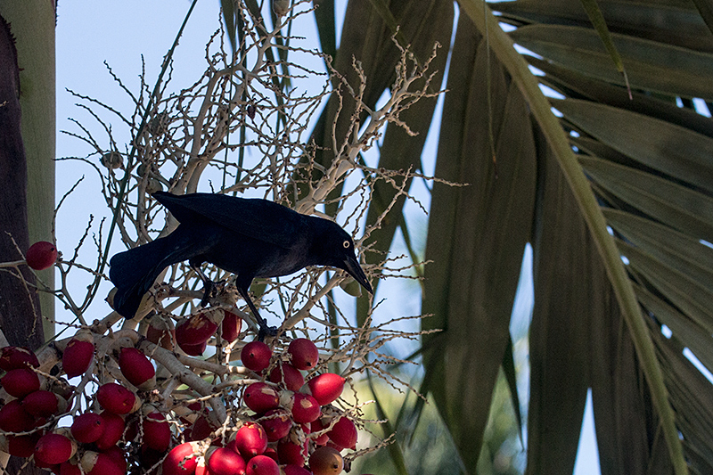 Greater Antillean Grackle, La Boca de Guam, Zapata Peninsula, Cuba