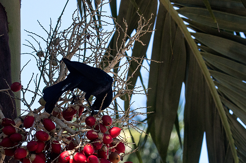 Greater Antillean Grackle, La Boca de Guam, Zapata Peninsula, Cuba