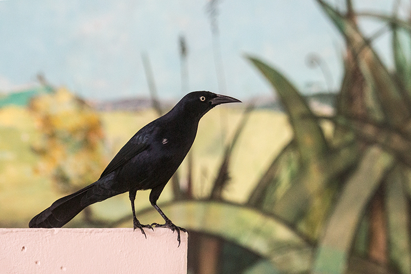 Greater Antillean Grackle, Sol Cayo Coco Hotel, Cuba