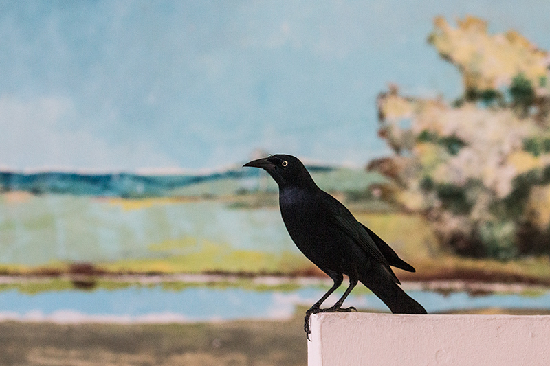 Greater Antillean Grackle, Sol Cayo Coco Hotel, Cuba