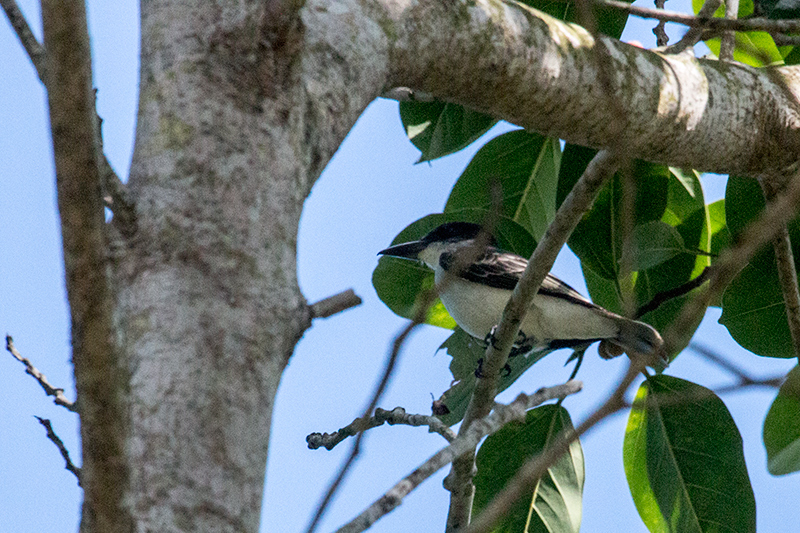 Giant Kingbird, A Cuban Endemic, La Gira National Park, Cuba