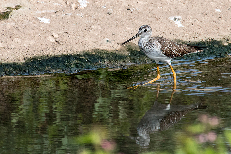 Greater Yellowlegs, San Luis Ditch, Cuba