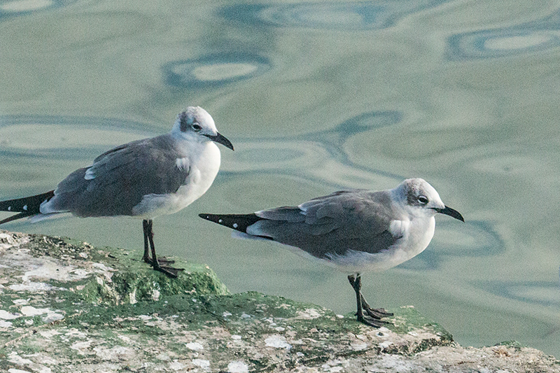 Laughing Gull, Cayo Paredn Grande, Cuba