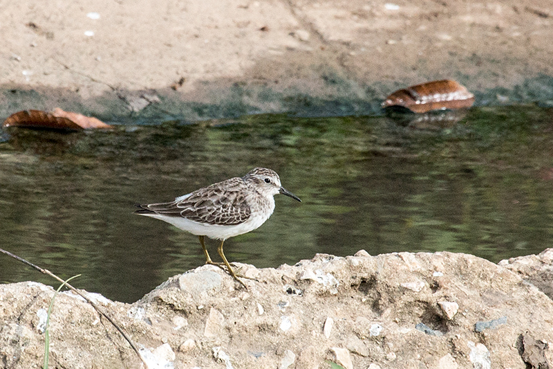 Least Sandpiper, San Luis Ditch, Cuba