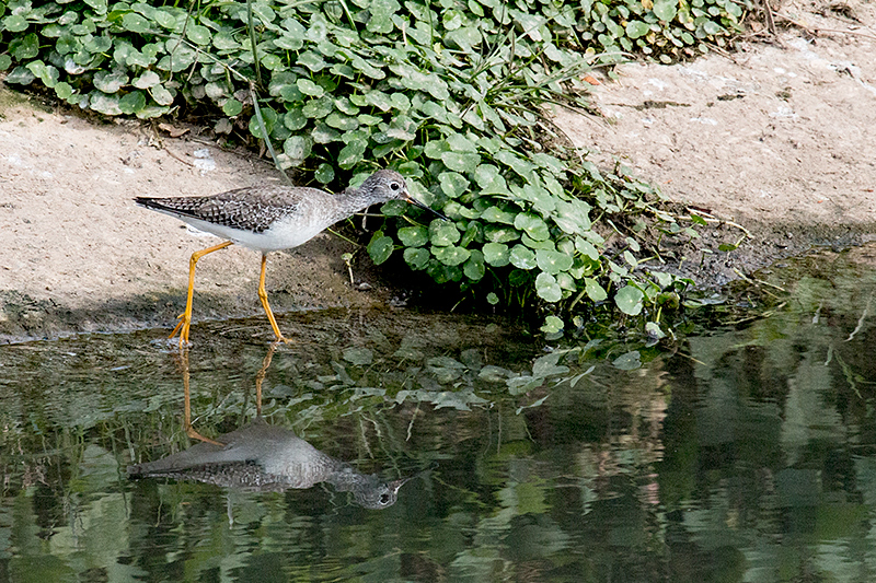 Lesser Yellowlegs, San Luis Ditch, Cuba