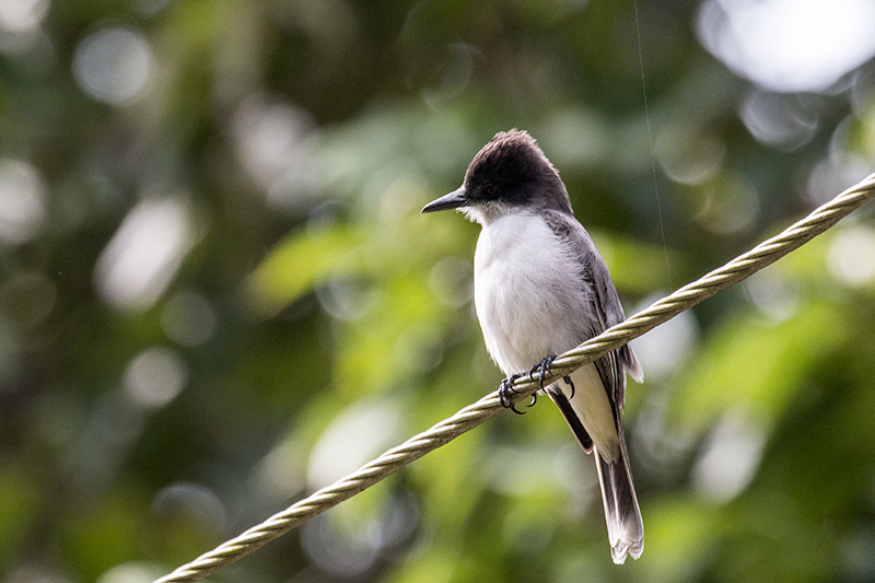 Loggerhead Kingbird, La Chorrera Campismo, Cuba