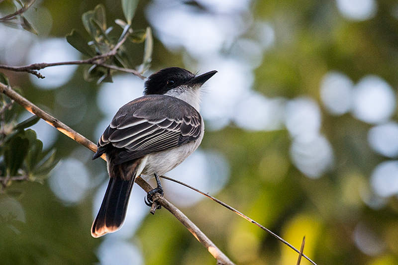 Loggerhead Kingbird, Guanahacabibes Peninsula, Cuba