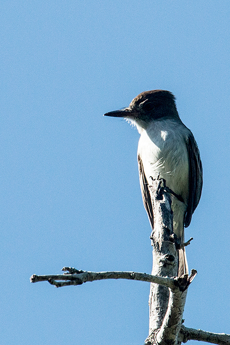 La Sagra's Flycatcher, Guanahacabibes Peninsula, Cuba