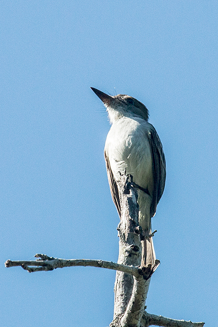 La Sagra's Flycatcher, Guanahacabibes Peninsula, Cuba