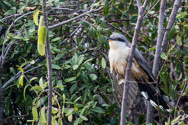 Mangrove Cuckoo, Cayo Guillermo, Cuba