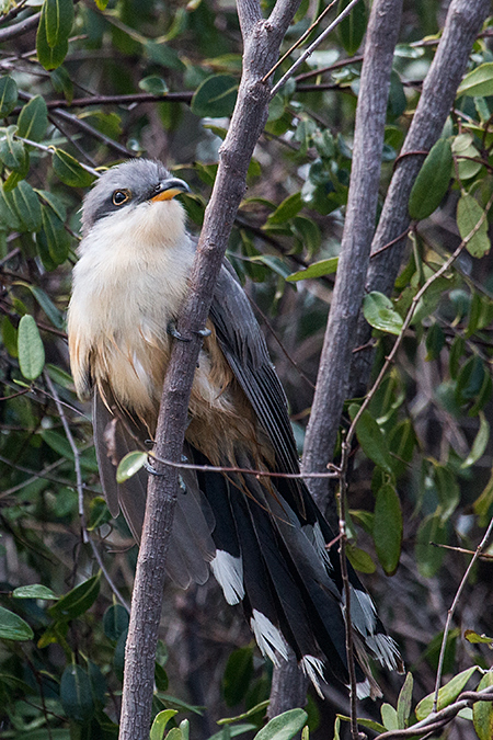 Mangrove Cuckoo, Cayo Guillermo, Cuba