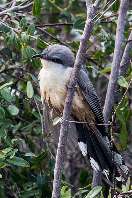 Mangrove Cuckoo, Cayo Guillermo, Cuba