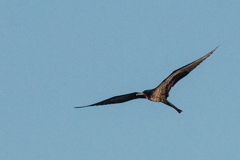 Male Magnificent Frigatebird, Las Salinas de Brito, Cuba