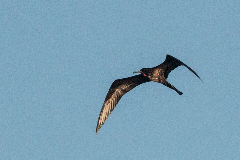 Male Magnificent Frigatebird, Las Salinas de Brito, Cuba