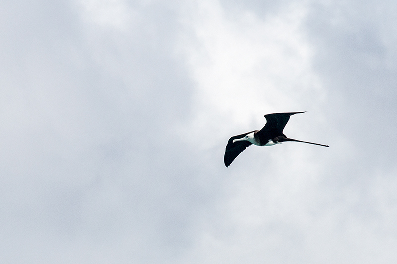 First Year Magnificent Frigatebird, Sol Cayo Coco Hotel, Cuba