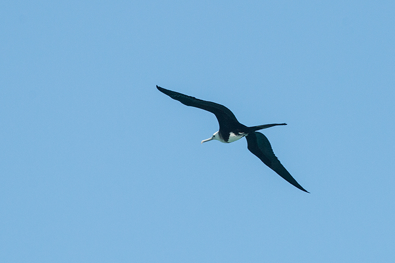 First Year Magnificent Frigatebird, Sol Cayo Coco Hotel, Cuba