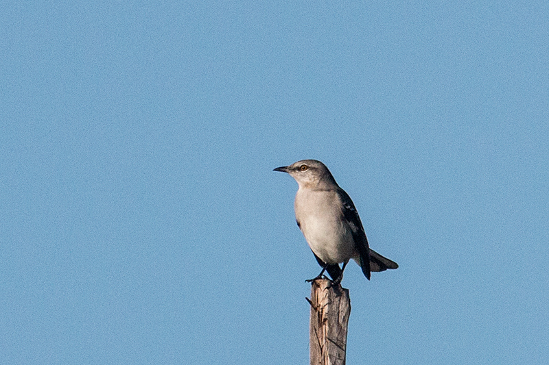 Northern Mockingbird, Guanahacabibes Peninsula, Cuba