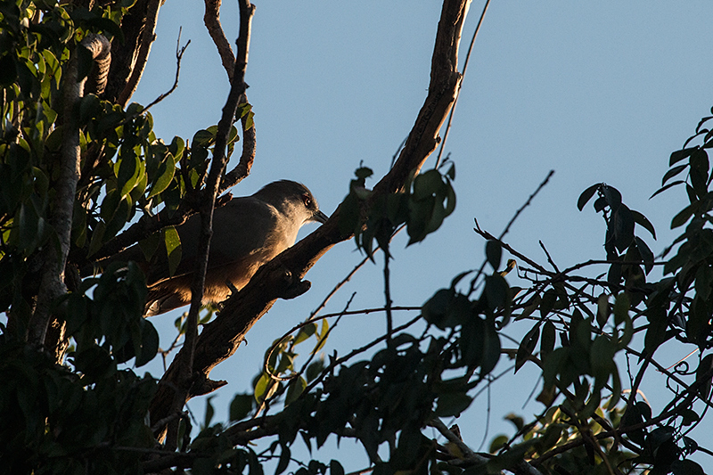 Northern Mockingbird, Guanahacabibes Peninsula, Cuba