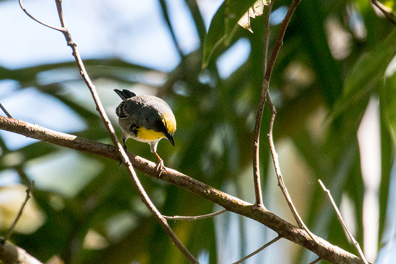 Olive-capped Warber, Los Pinos, Cuba