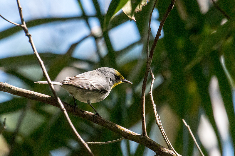 Olive-capped Warber, Los Pinos, Cuba