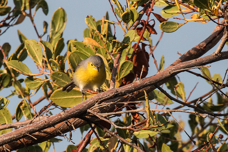 Oriente Warbler, A Cuban Endemic, Cayo Paredn Grande, Cuba