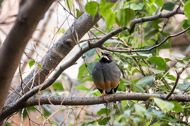 Red-legged Thrush, Havana, Cuba