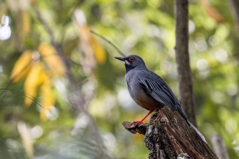 Red-legged Thrush, at La Chorrera Campismo, Cuba