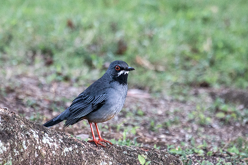 Red-legged Thrush, Hotel Los Caneyes, Santa Clara, Cuba