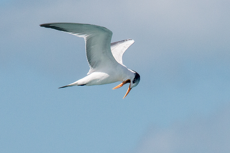 Royal Tern, Sol Cayo Coco Hotel, Cuba