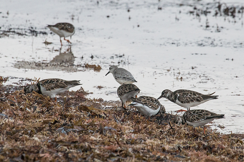 Ruddy Turnstone, Playa Las Coloradas, Cuba