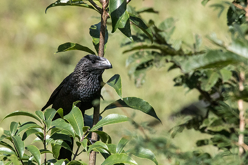 Smooth-billed Ani, Hacienda Cortina, La Gira National Park, Cuba