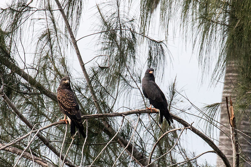 Female and Male Snail Kites, San Luis, Cuba