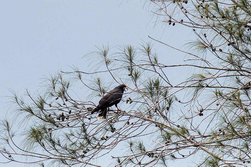 Male Snail Kite, San Luis, Cuba