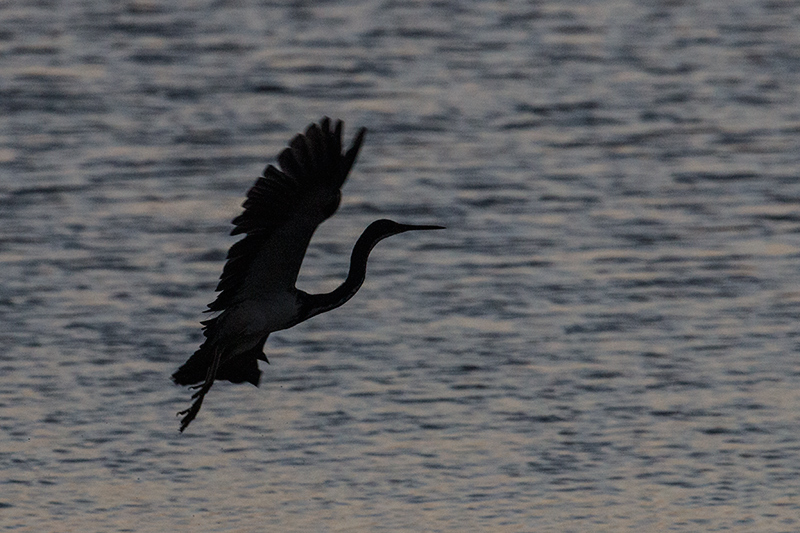 Tricolored Heron, Las Salinas de Brito, Cuba