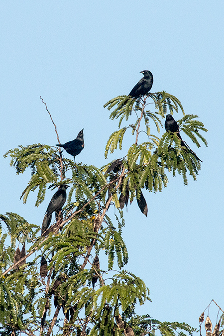 Tawny-shouldered Blackbird, A Cuban Endemic, Refugio de Fauna Bermejas, Cuba