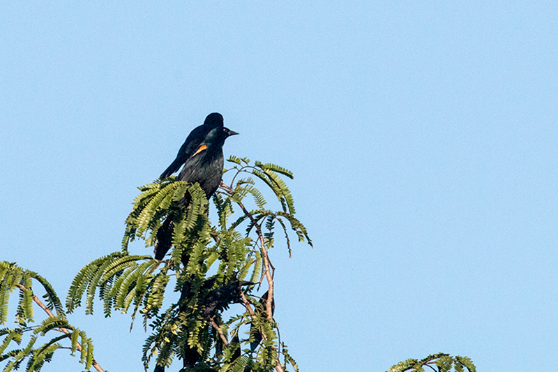 Tawny-shouldered Blackbird, A Cuban Endemic, Refugio de Fauna Bermejas, Cuba