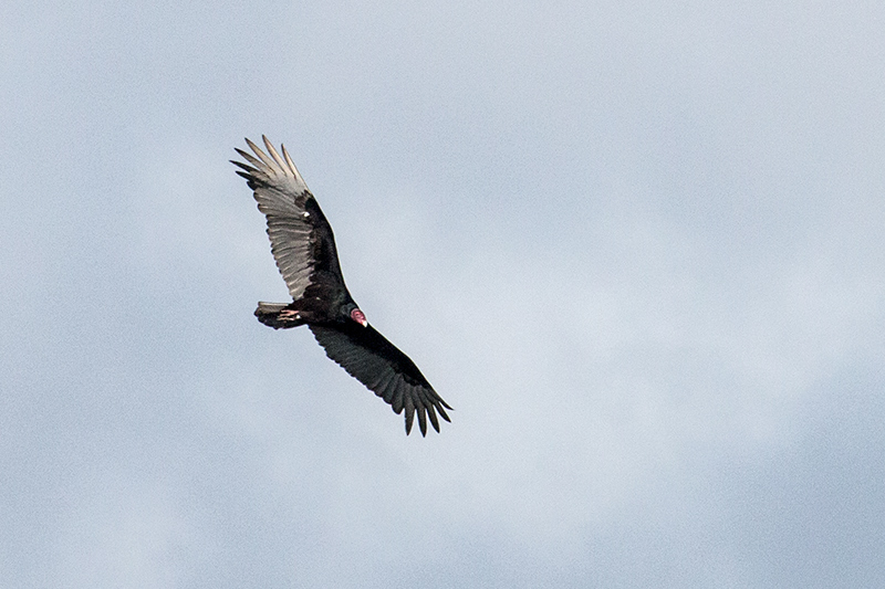 Turkey Vulture, La Cuchilla, Matanzas, Cuba