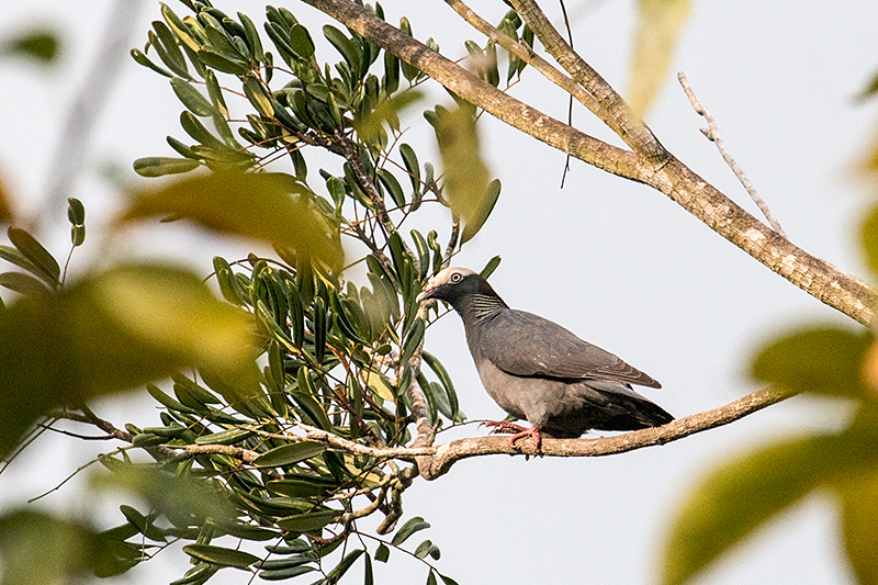 White-crowned Pigeon, Guanahacabibes Peninsula, Cuba