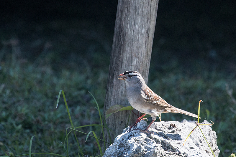 White-crowned Sparrow, Guanahacabibes Peninsula, Cuba