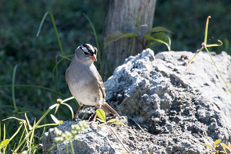 White-crowned Sparrow, Guanahacabibes Peninsula, Cuba